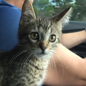 Meet your Posher, Georgie